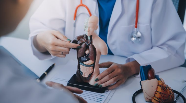 Doctor explaining heart to elderly patient. Doctor explaining the heart model. Doctors pen point to a model of the heart